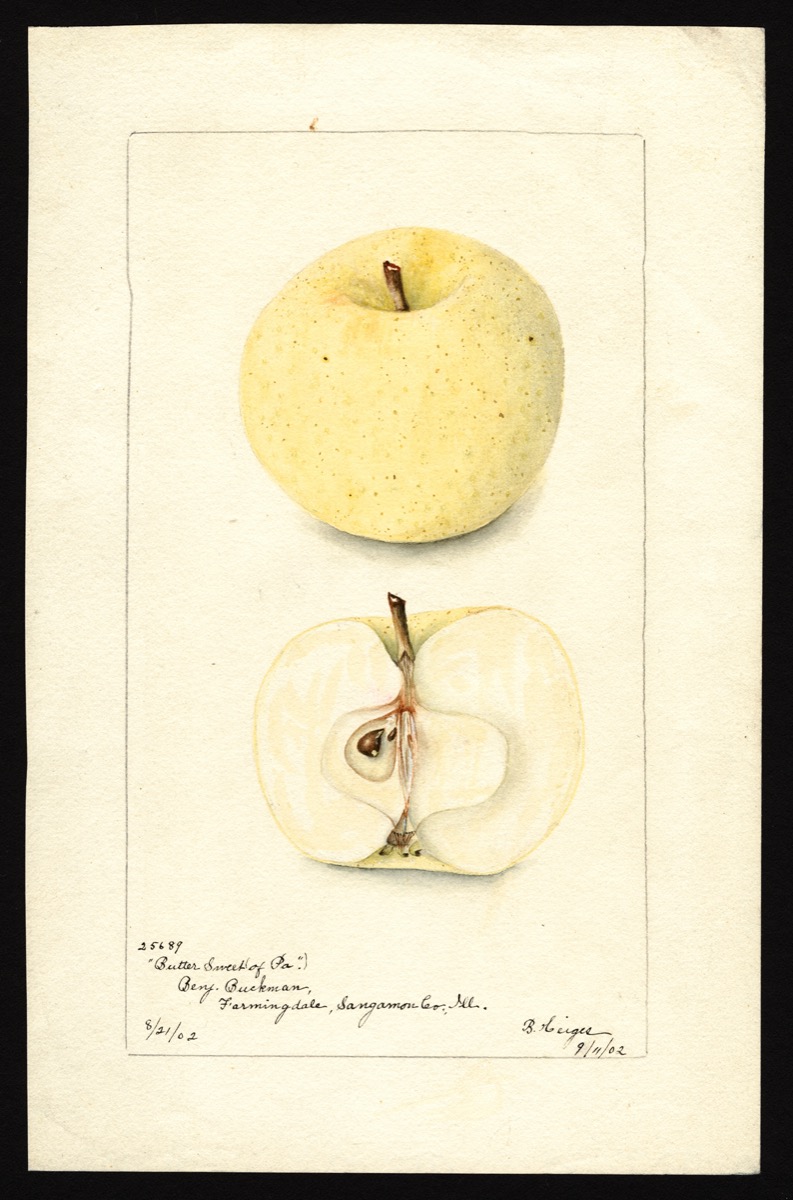 watercoloring of a creamy, beige apple. below it's sliced in half revealing its core