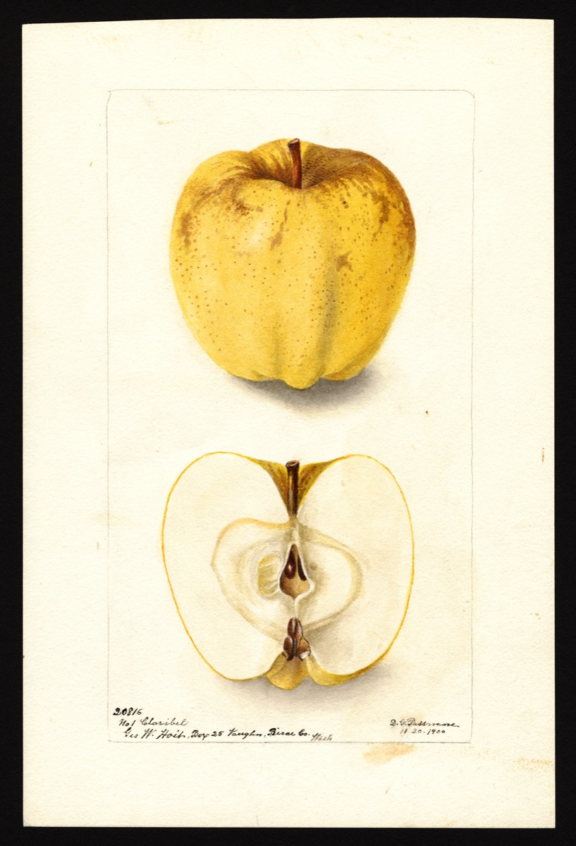 watercoloring of a yellow apple with speckles of brown. below is the apple cut in half showing its core