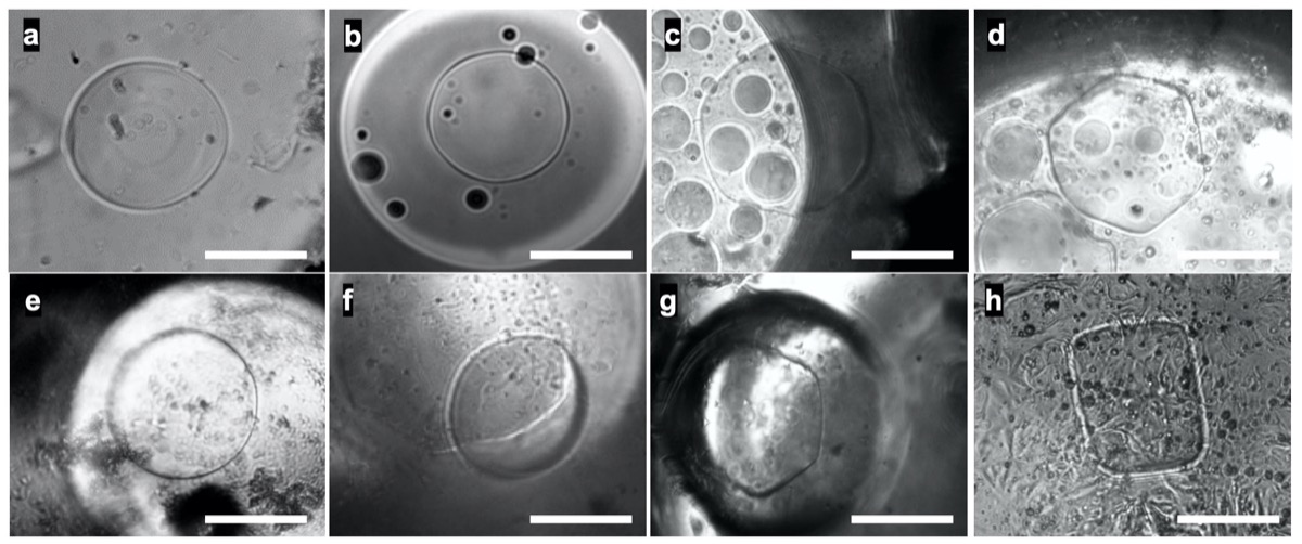eight black and white photos showing close ups of air bubbles and crystals