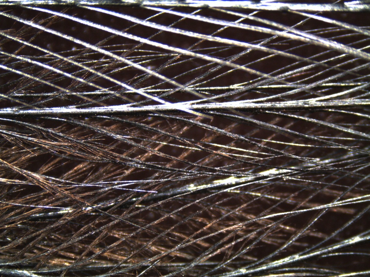 a closeup of barbed feathers