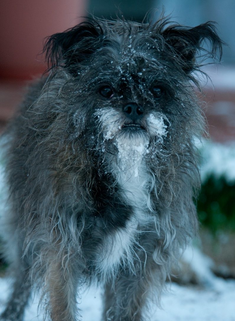 a small dog with a nose covered in snow