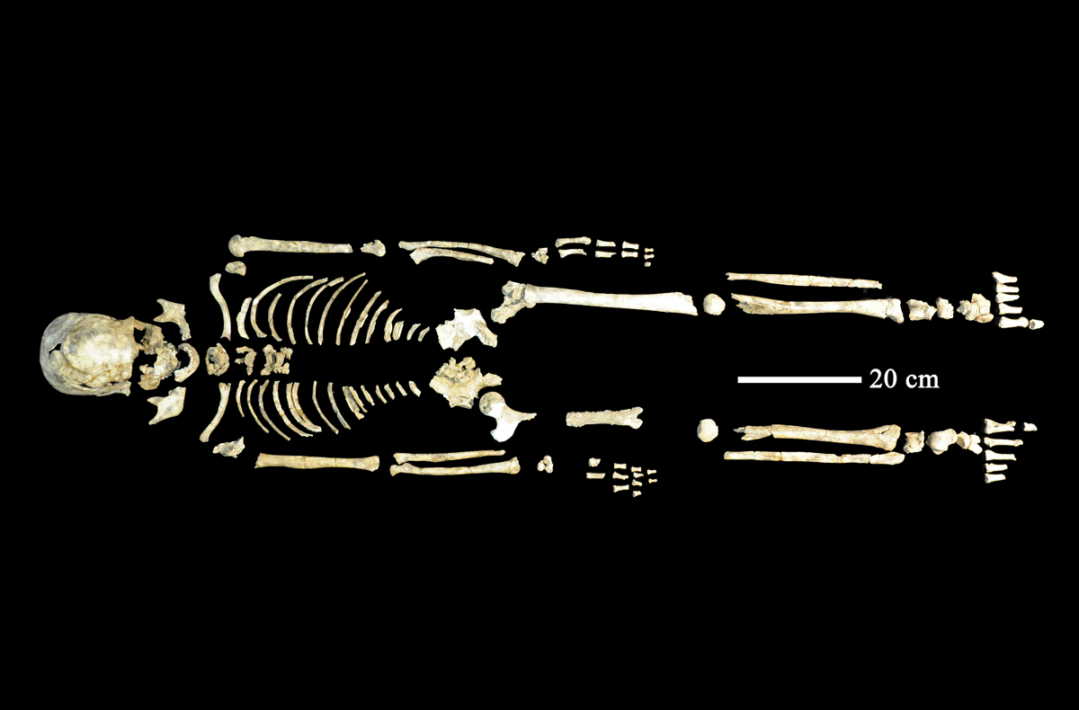 an old human skeleton laid out