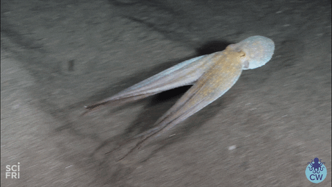 a gif of an octopus swimming alongside the ocean floor