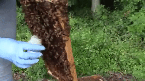 a beekeeper scooping bees into a bottle