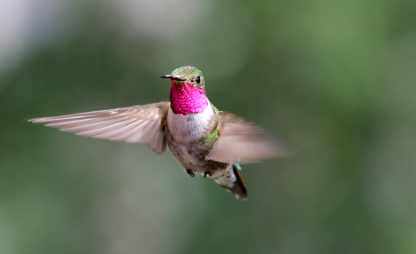 a hummingbird in flight