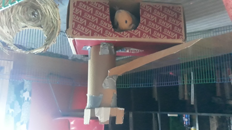 A guinea pig looks out of a castle made of cardboard boxes and cardboard tubes