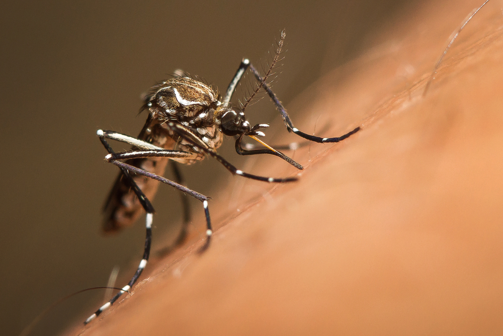 a mosquito biting into human skin 