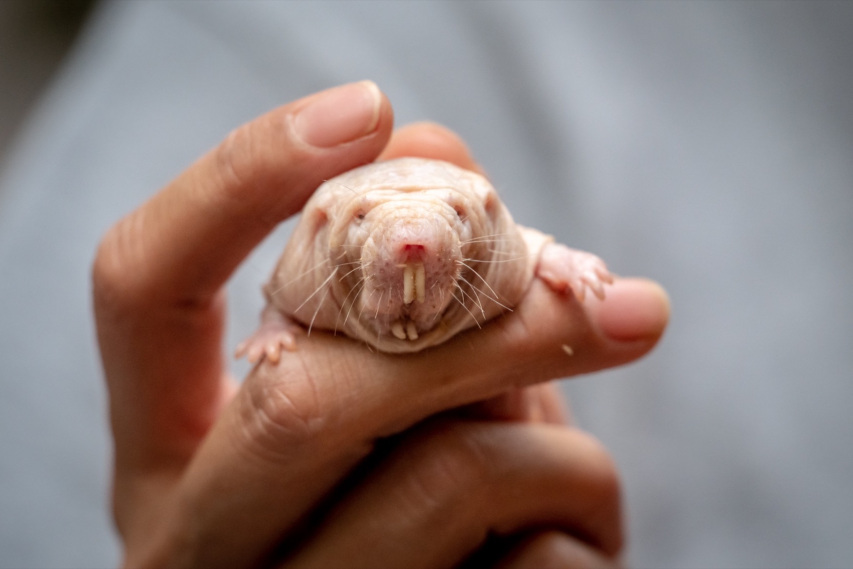 a person holding a naked mole rat in their hand