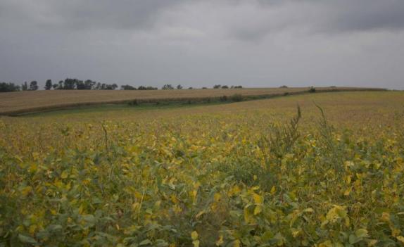 a green field of soybeans under an overcast sky