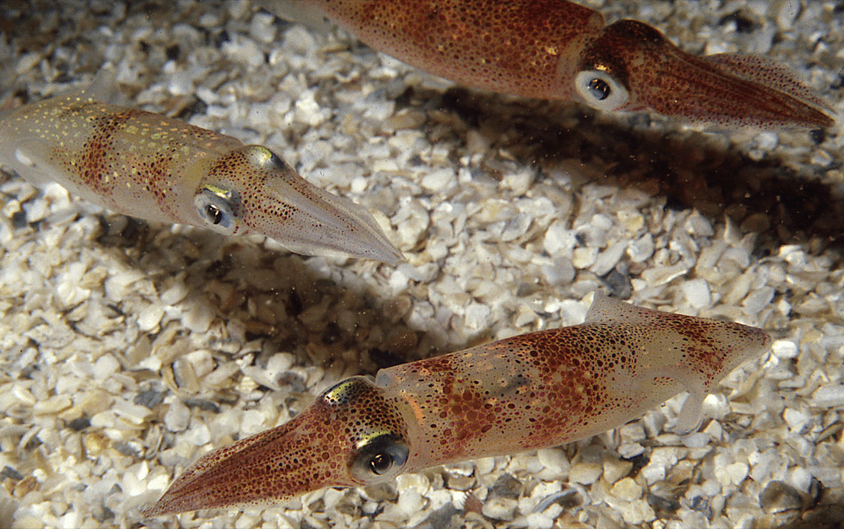 adult squid swimming