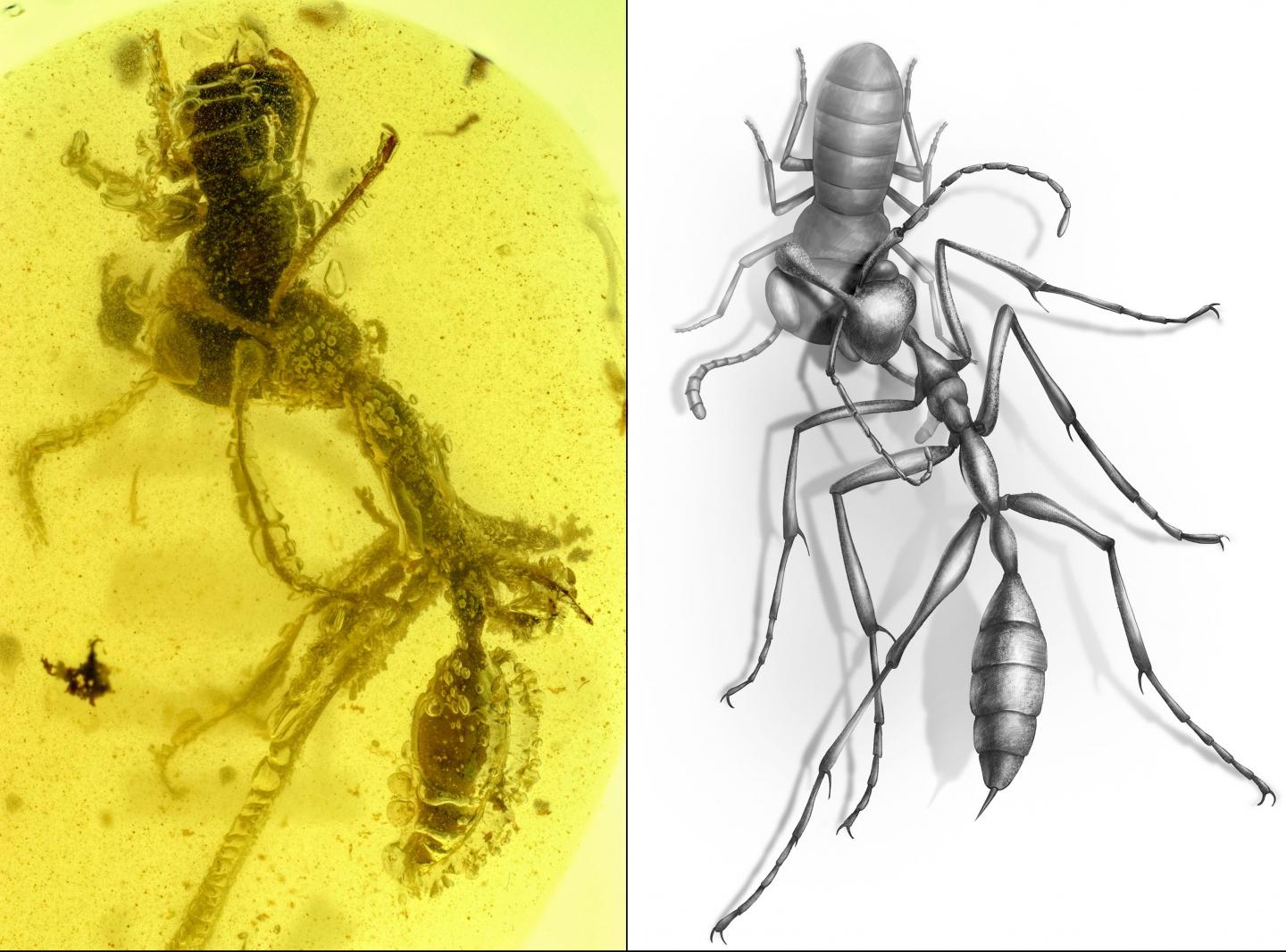 a side by side image. on the left are two insects, an ant and wasp, fossilized in amber. on the right is an illustration of what the ant and wasp could have looked like alive