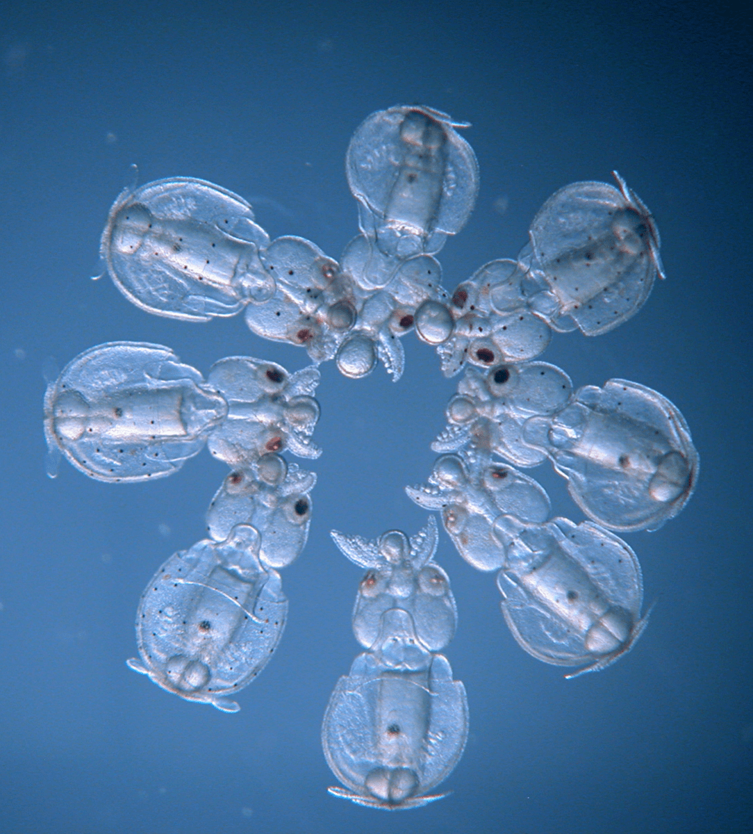 seven baby squid that are see through all circled together in a ring