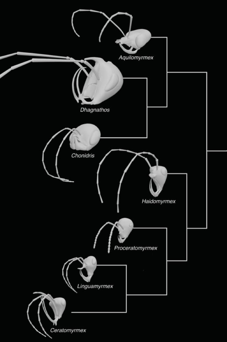 various 3d model heads of ants all branching together to show their evolutionary history