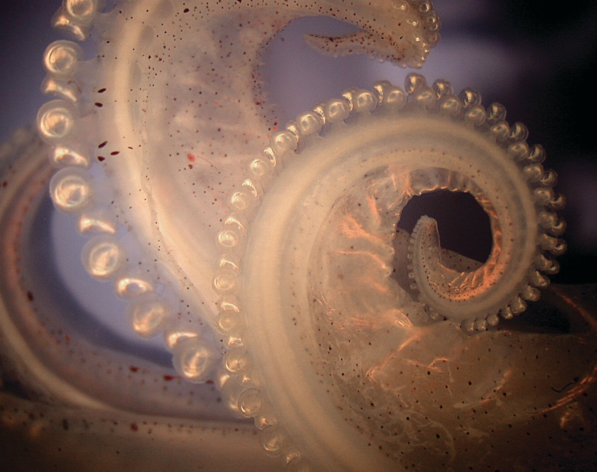 a close up of curled tentacles of a squid