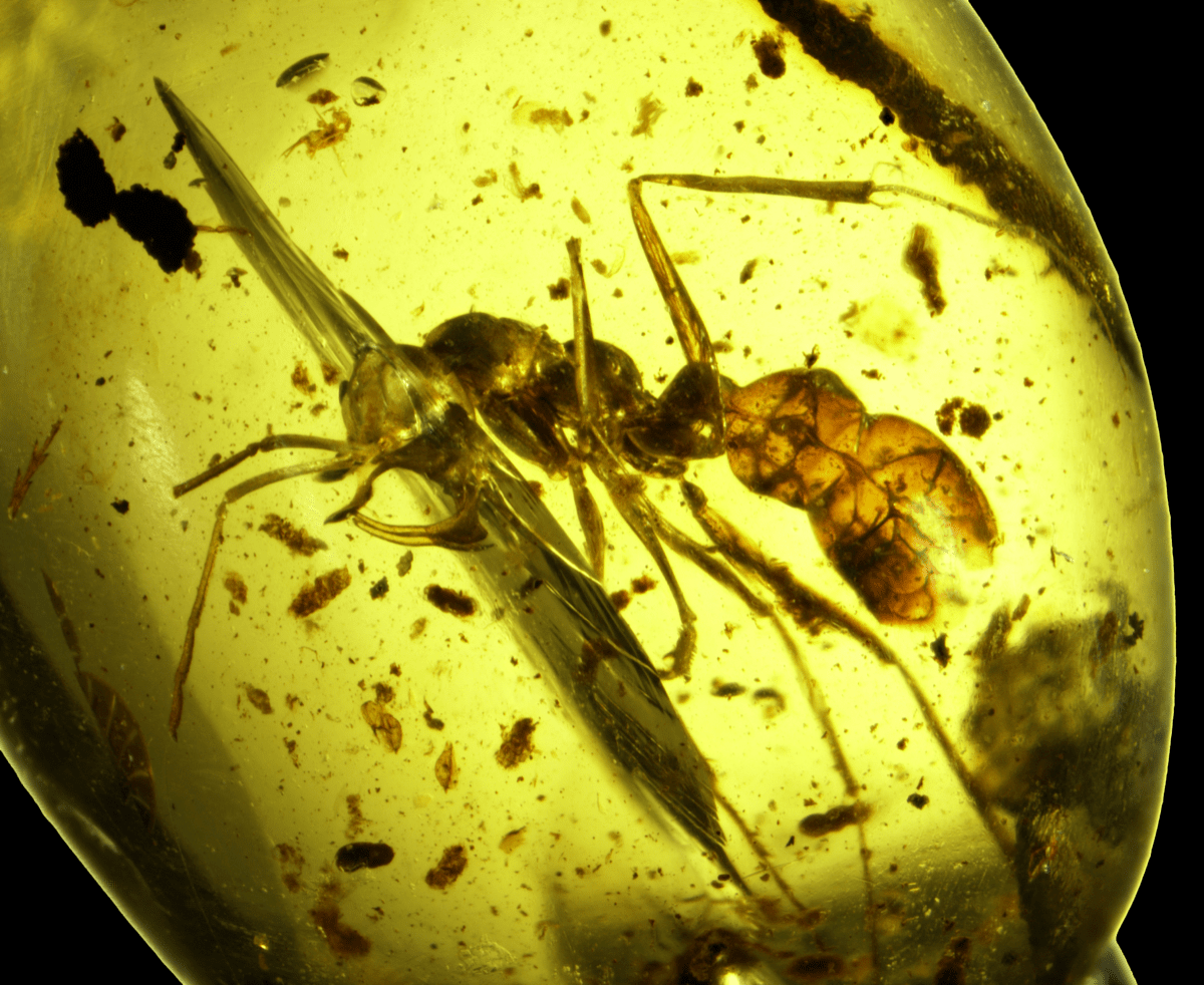 an ant trapped and fossilized in amber