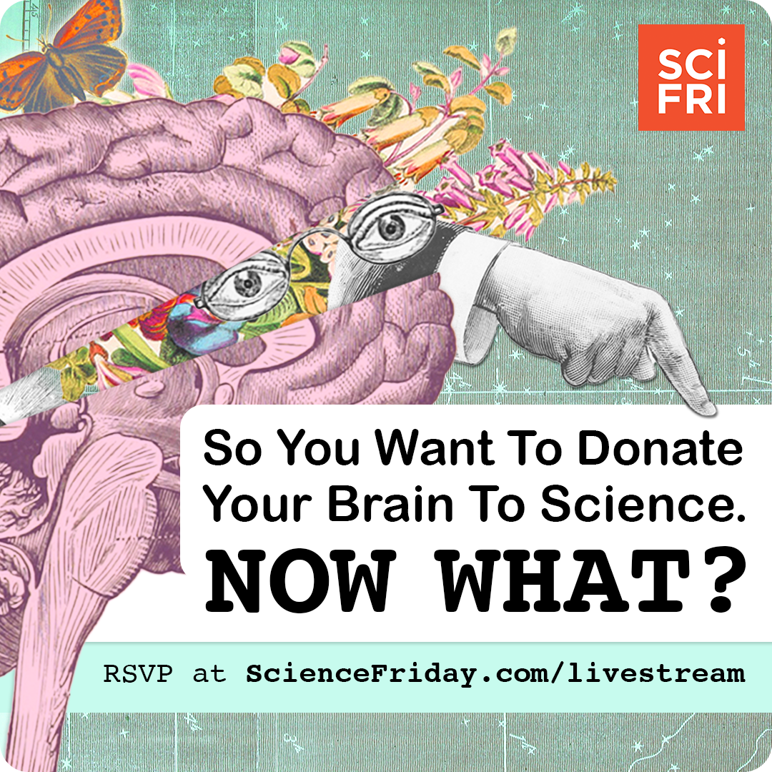 Recruitment for Q&A session that includes an image of a brain with eyes, as well as butterflies and leaves whimsically on top of it. 