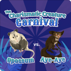 on a purple striped background reminiscent of a striped circus tent seen from above sit two creatures, opossum and aye-aye, with the title "the charismatic creature corner" above them in whimsical, carnival font