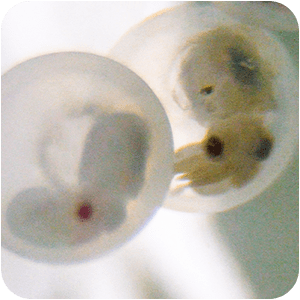 Two cephalopod creatures underwater in translucent eggs