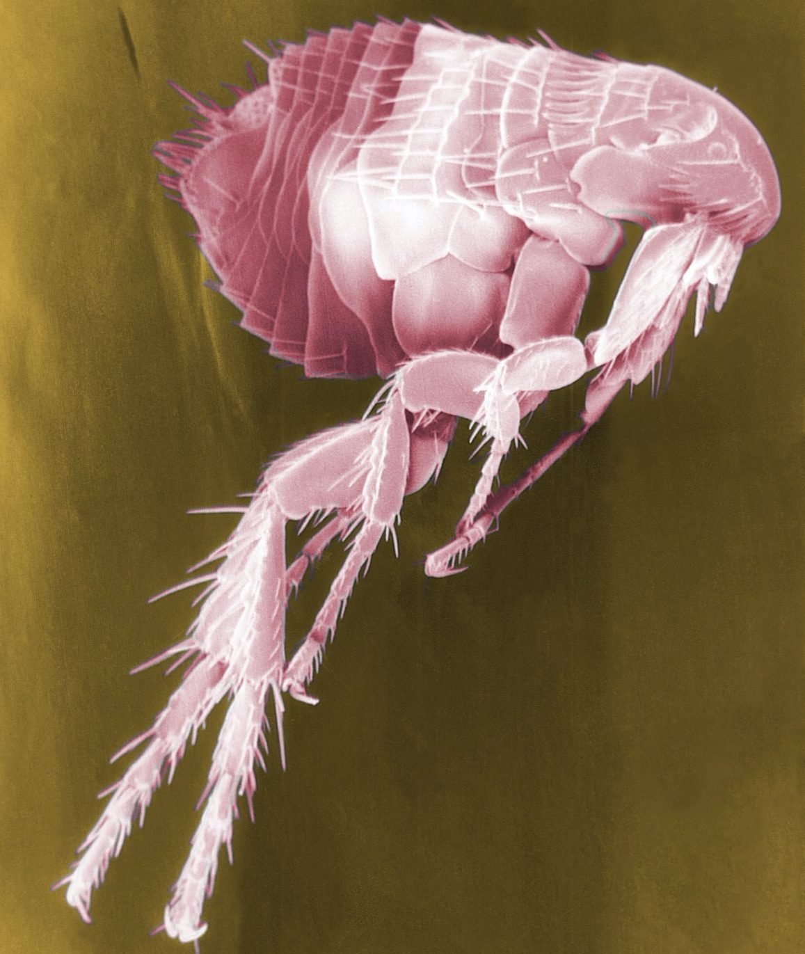a 3d scanning electron microscope purple colored image of a flea