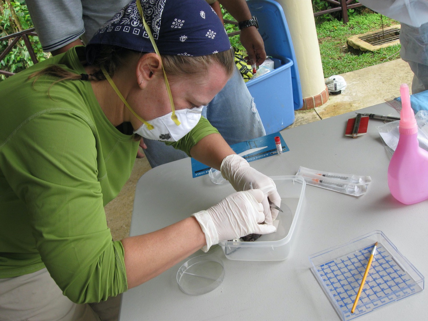 a woman with a safety mask and gloves removes parasites with tweezers from a rodent