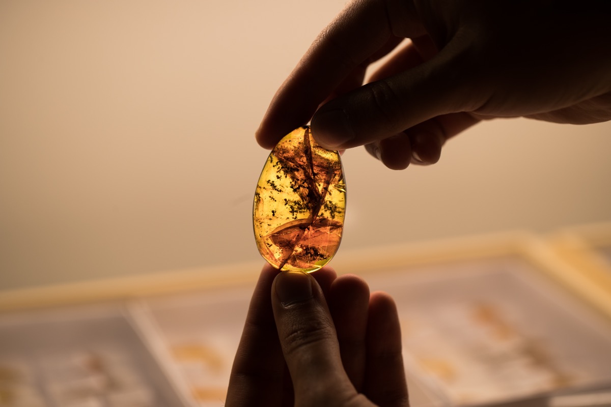 a person holds up a chunk of amber with fossilized ants inside