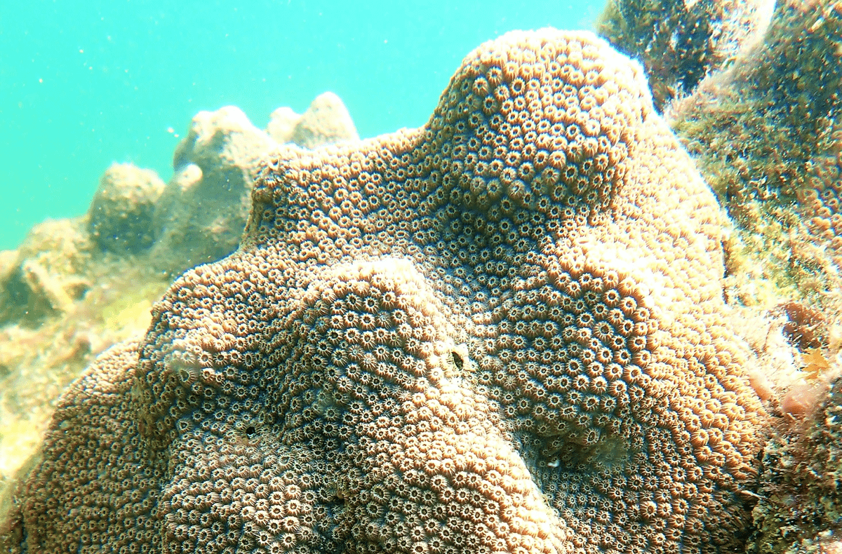 a mound of coral