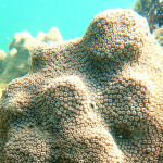 coral.png?w=150&h=150&crop=1