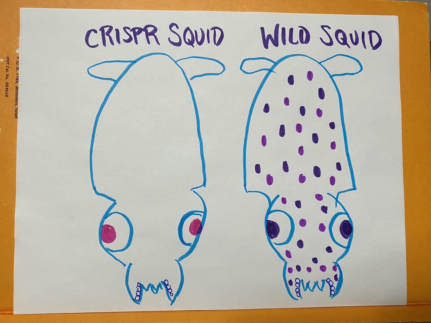 a simple marker drawing of two squids. the crispr squid has a clear body while the wild squid has many spots