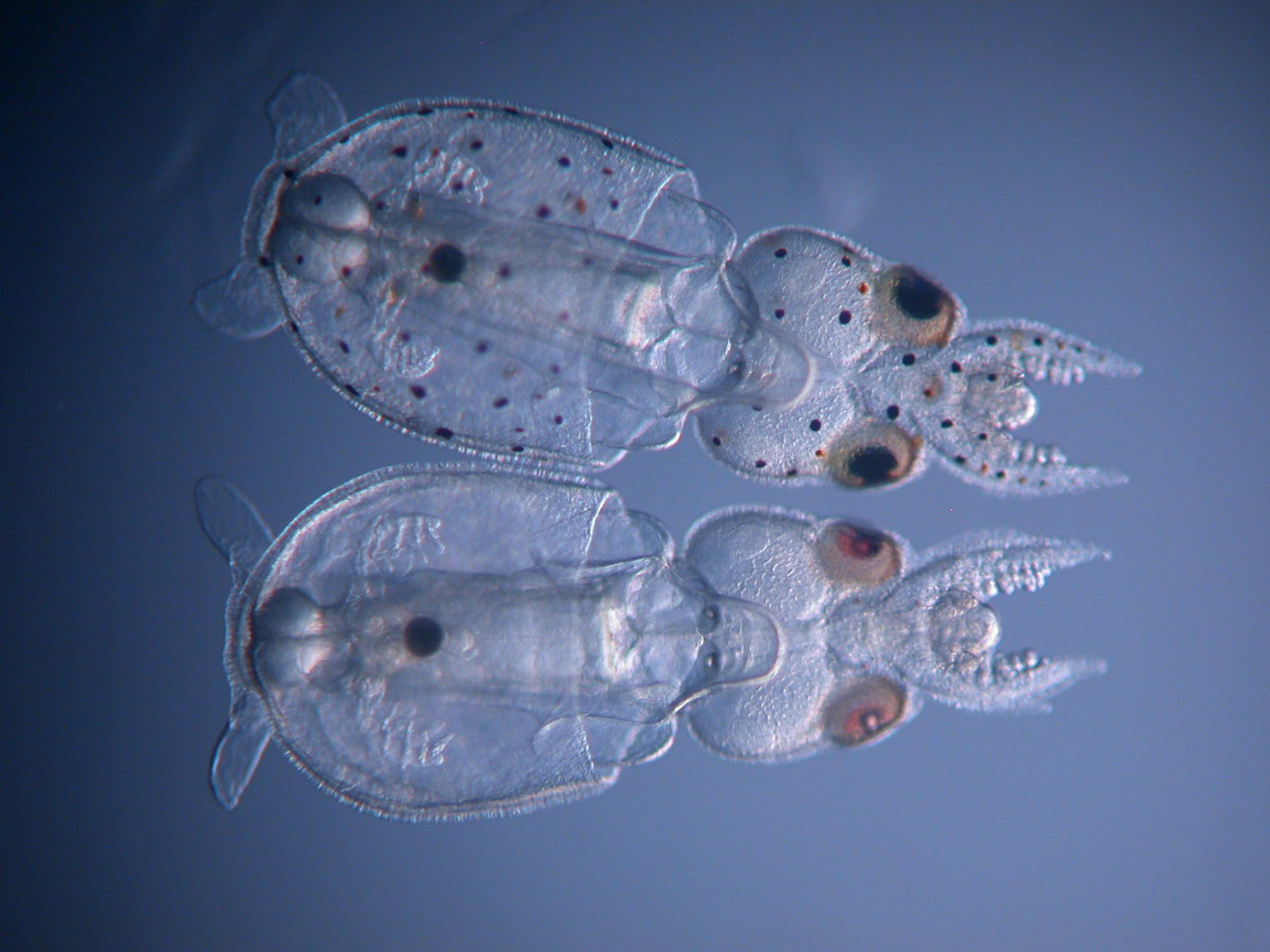 two transparent squids next to each other. one has small black spots, the other does not because gene editing