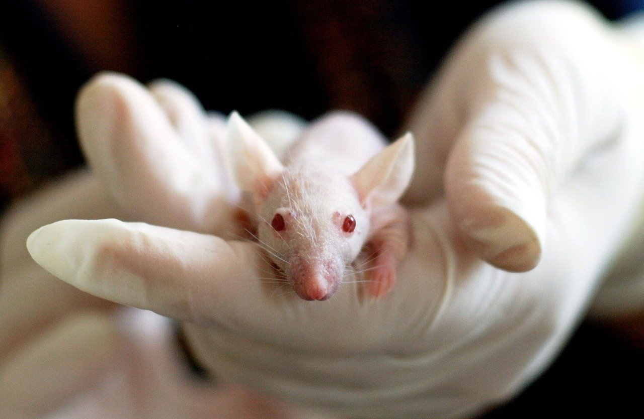 a red eyed white mouse in a gloved researcher's hand