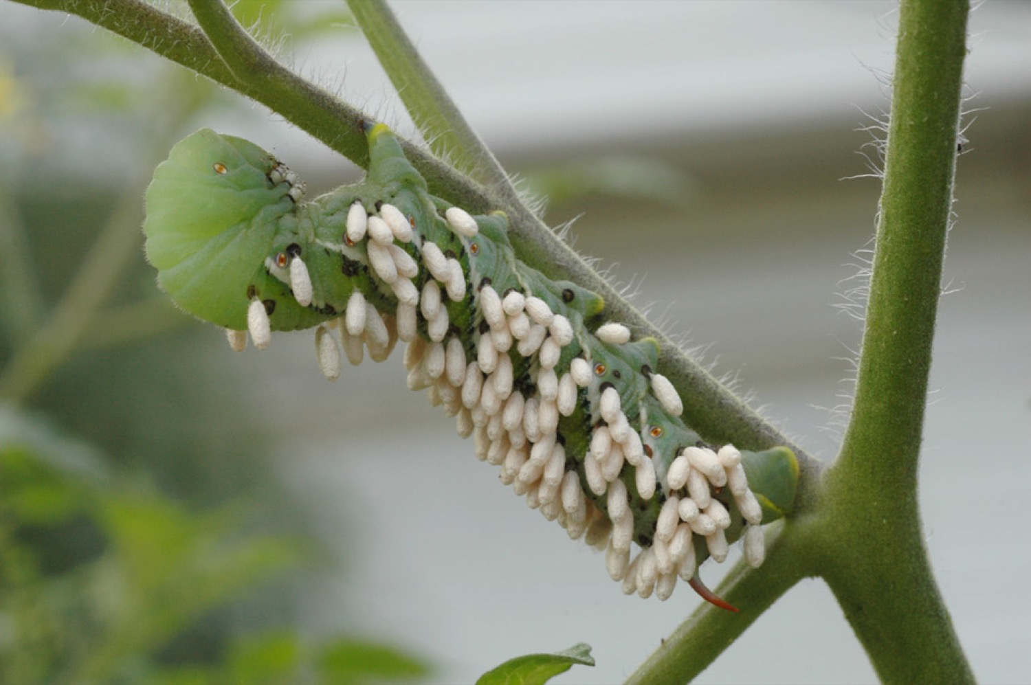 a green caterpillar on a branch with a bunch of white eggs hanging from its back