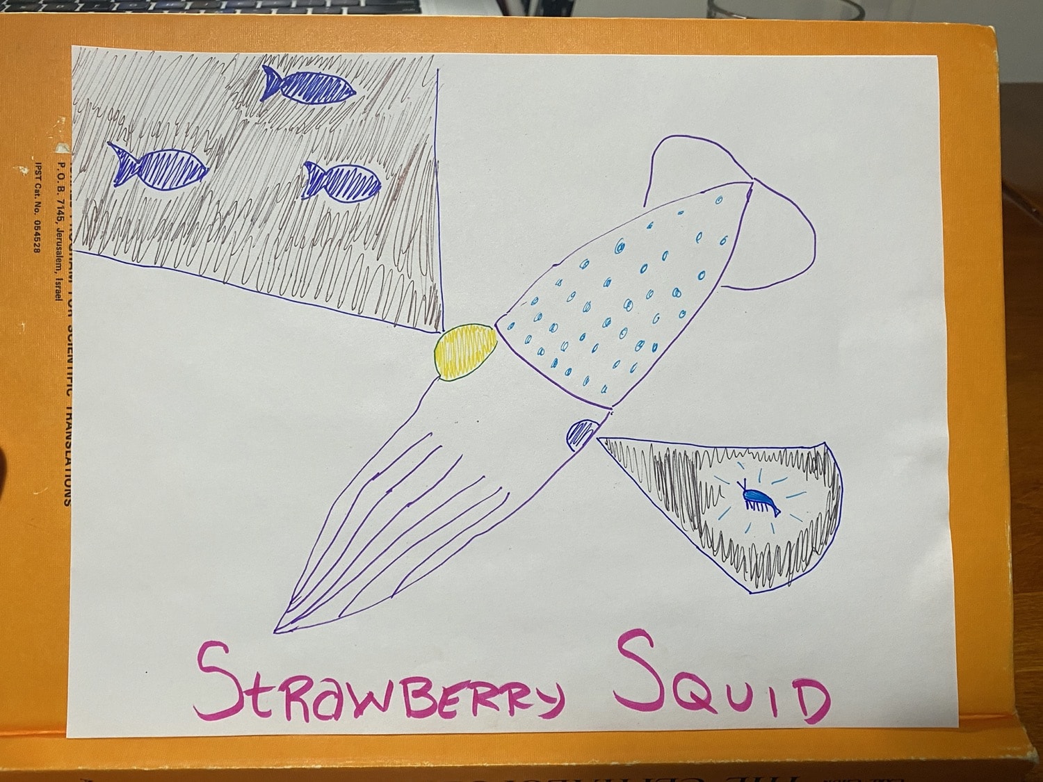 a simple marker drawing of a strawberry squid with differently positioned eyes: one looks down, spotting a shrimp. and the other looks up, spotting fish