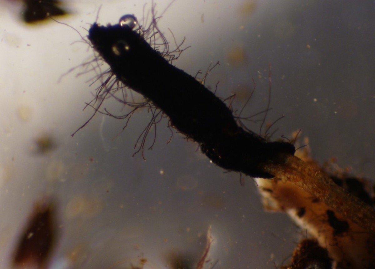 a close up under a microscope of a brown fungus with small mycelium stringing off of it