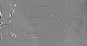 a gif of cancer cells moving through a maze