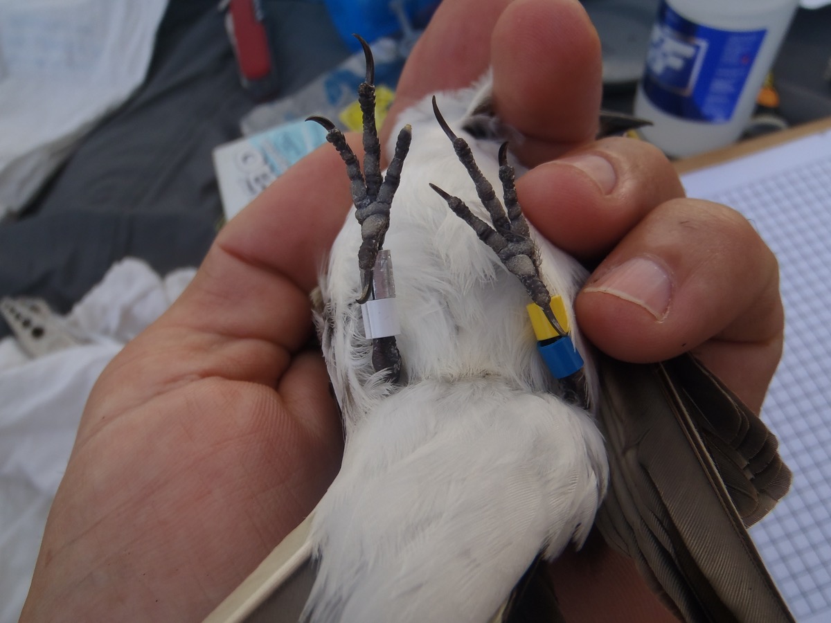 a person holds a bird as they tag its leg with a band