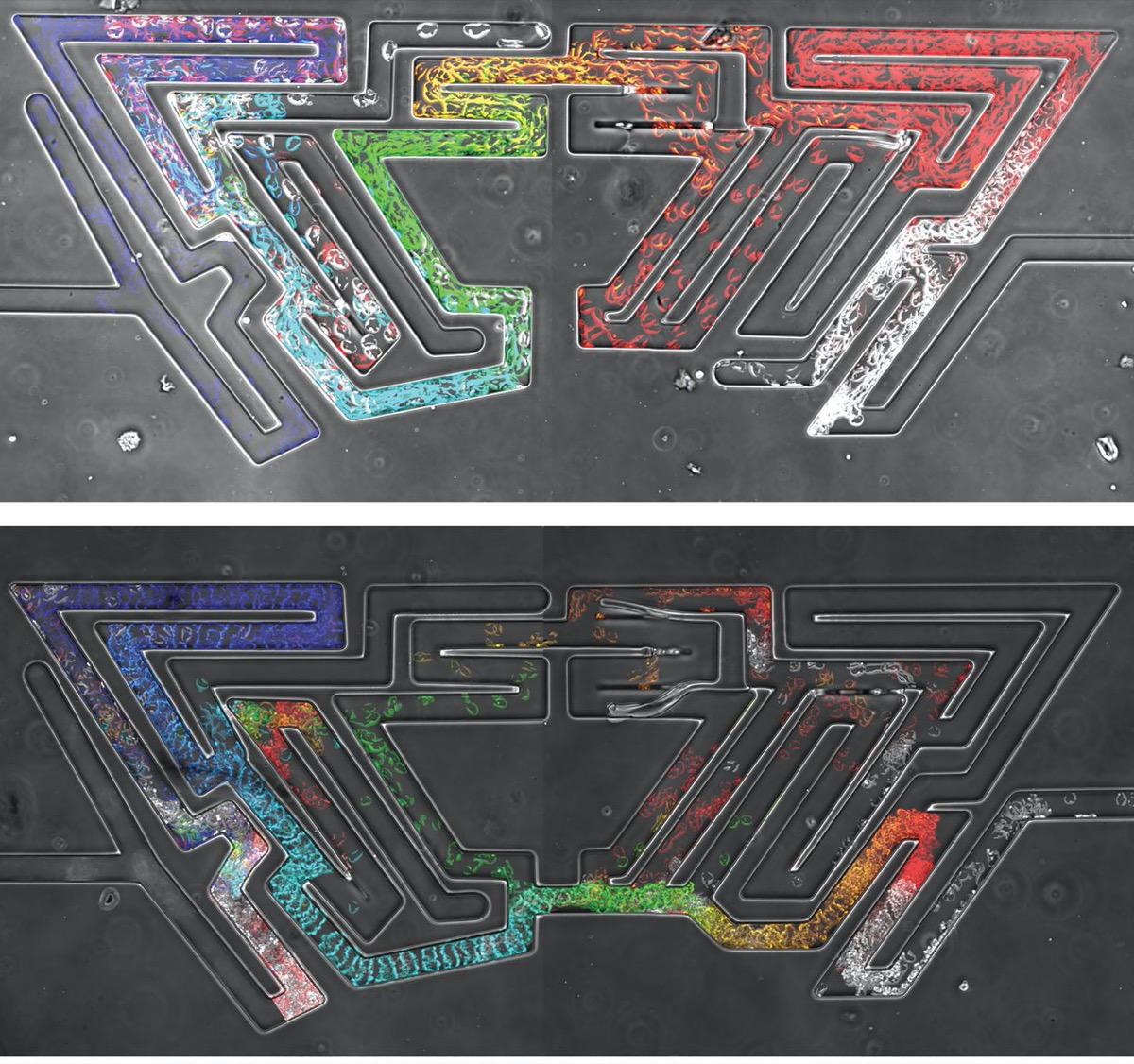 two photos of a maze with colorful networks of cells growing through it - they are solving the maze