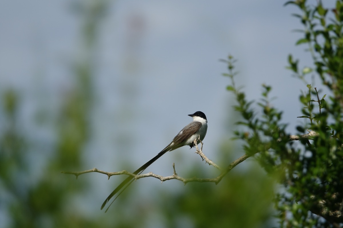 a bird perched in a tree. it has long tail feathers