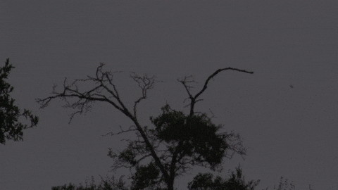 flycatcher birds flying in pairs swoop down over a tree