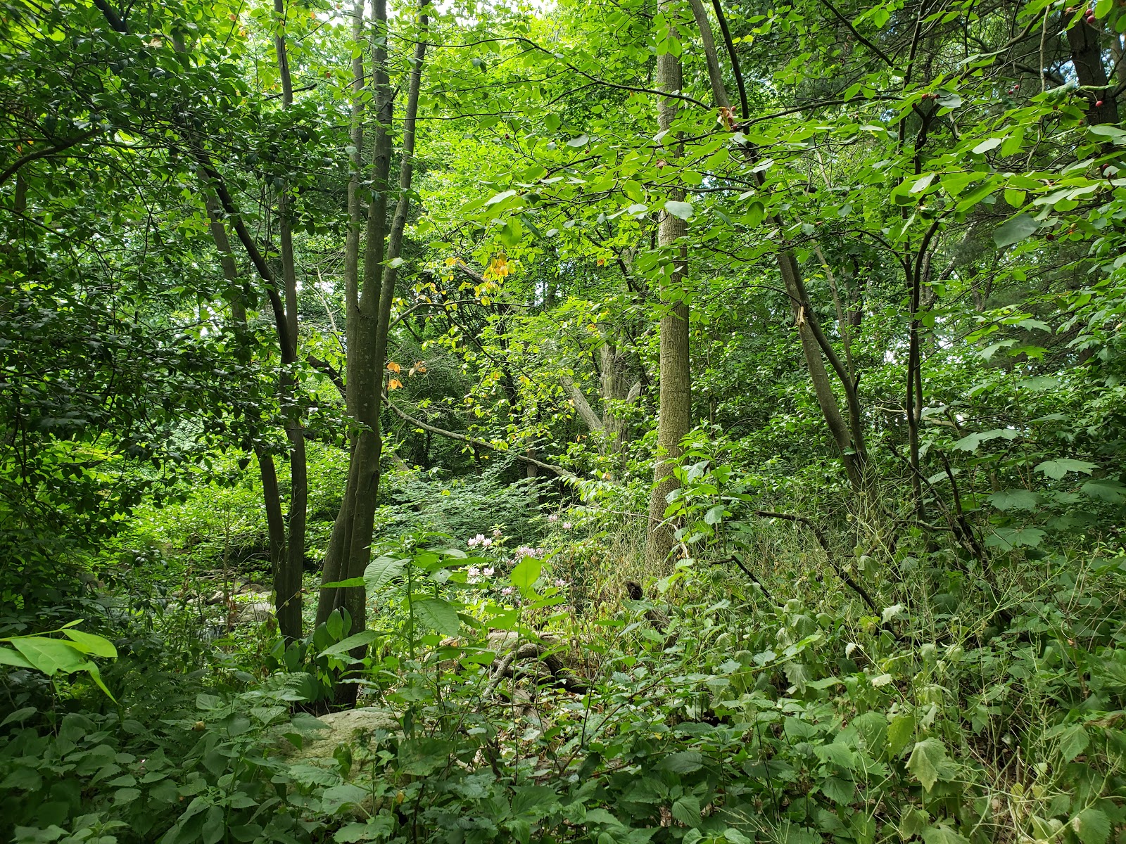 large undergrowth with trees