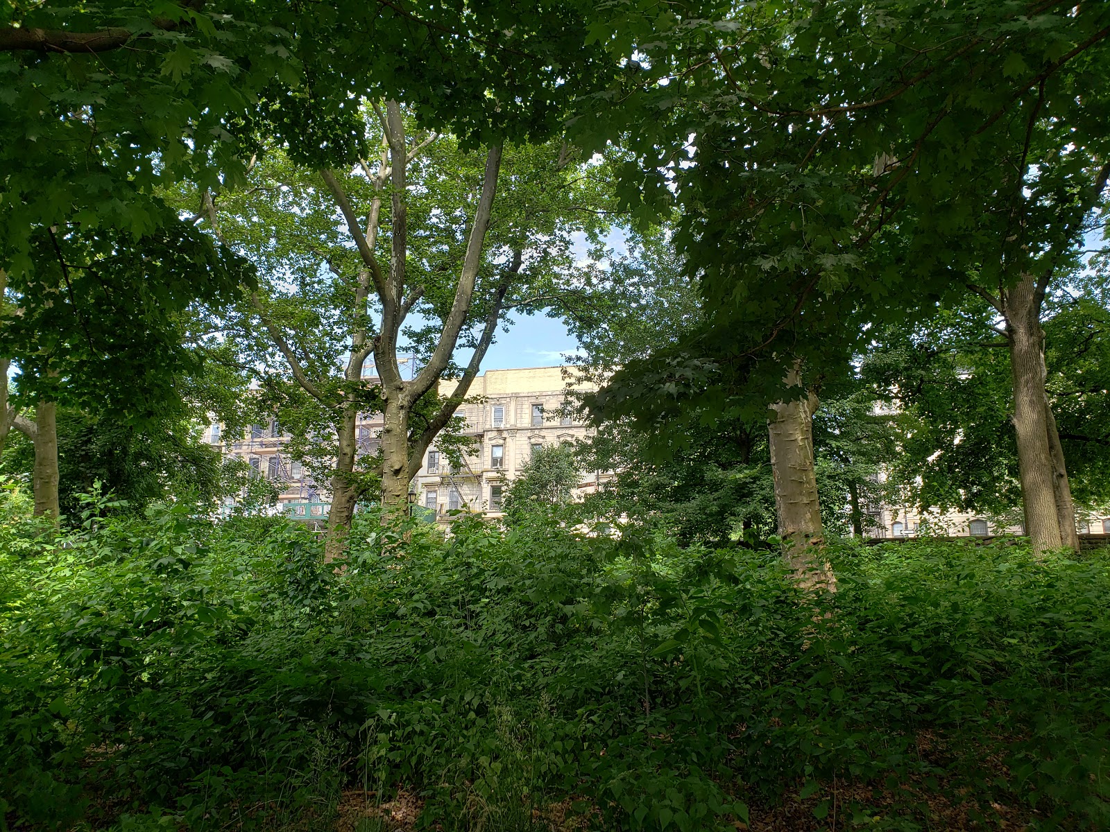 looking through trees to see apartment building on the other side