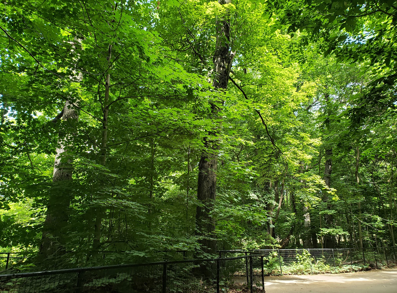 a pathway going through the park