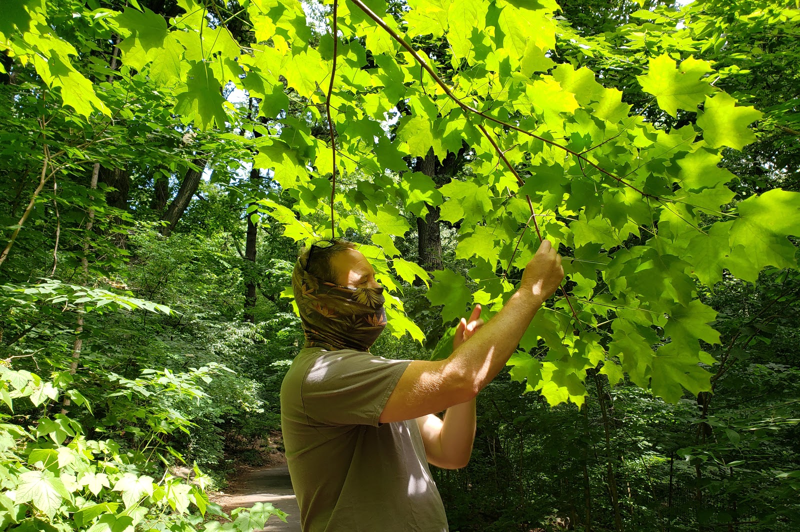 a man in a mask inspecting leaves on a tree