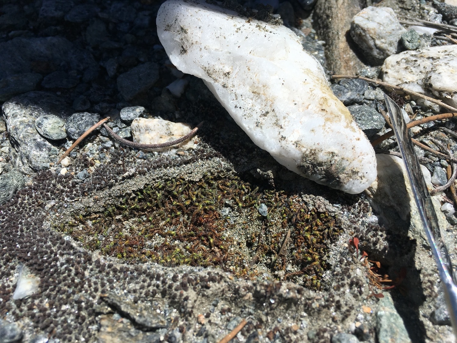 a layer of moss that was under a quartz rock, on the side of it