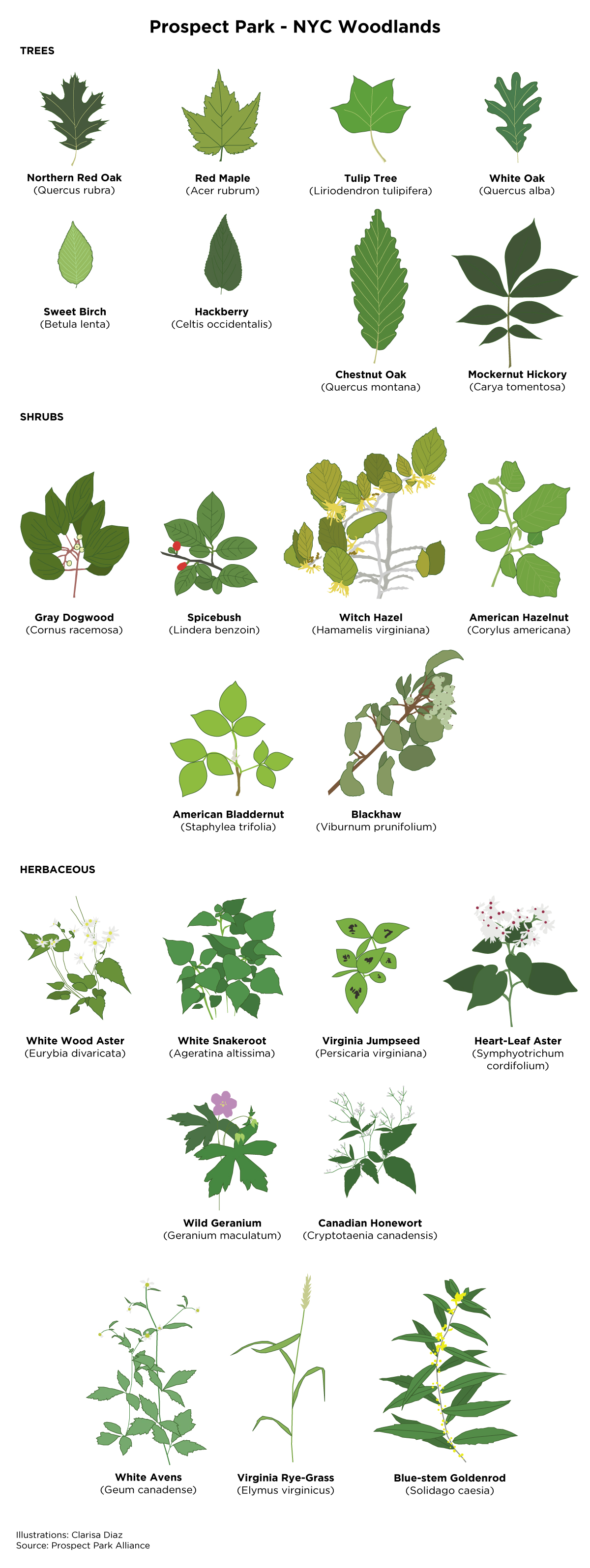 a list of different species of leafs from trees in prospect park