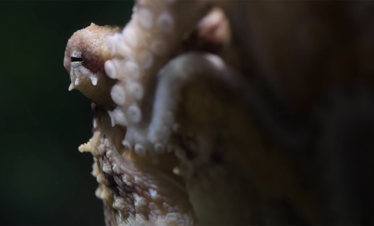 a close up of an octopus eye