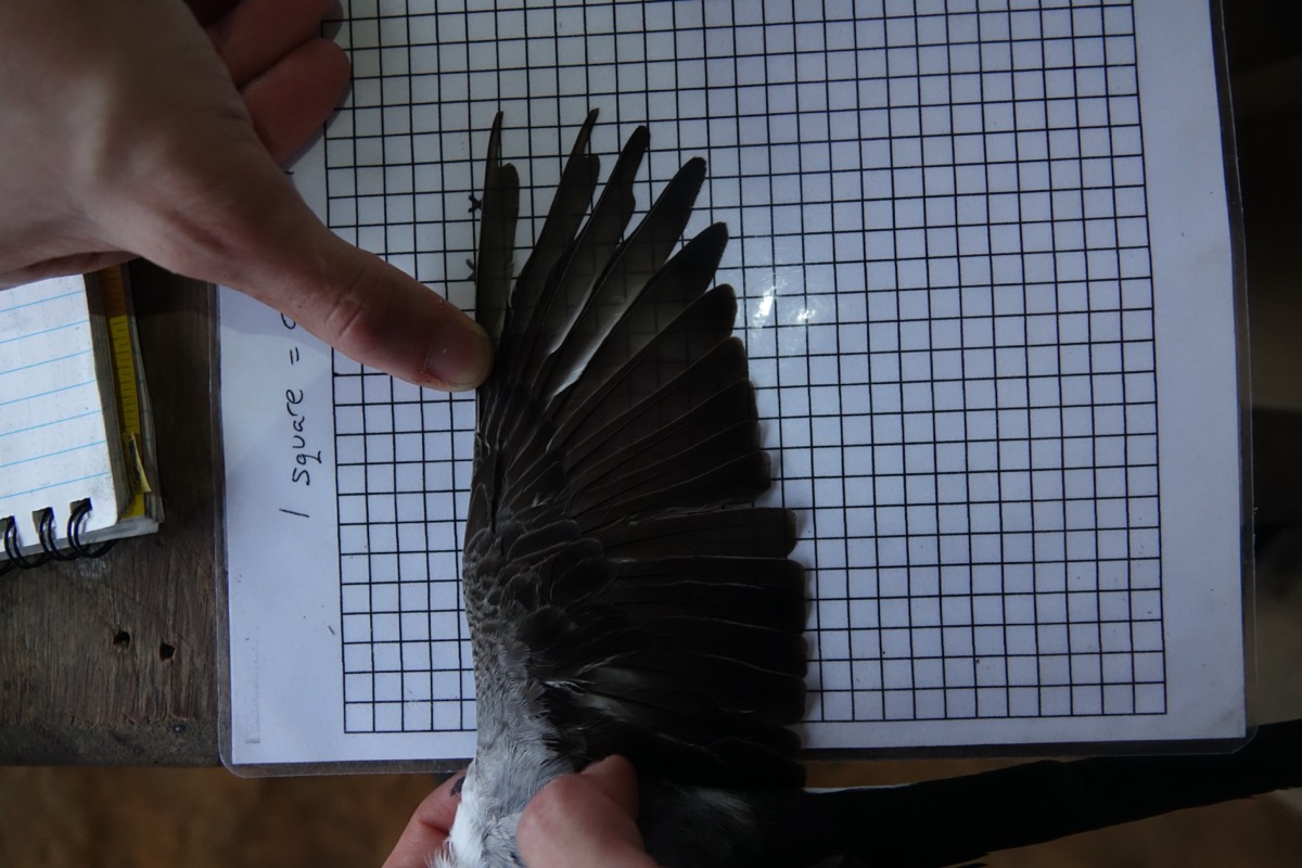 the wing of a bird splayed out over grid paper