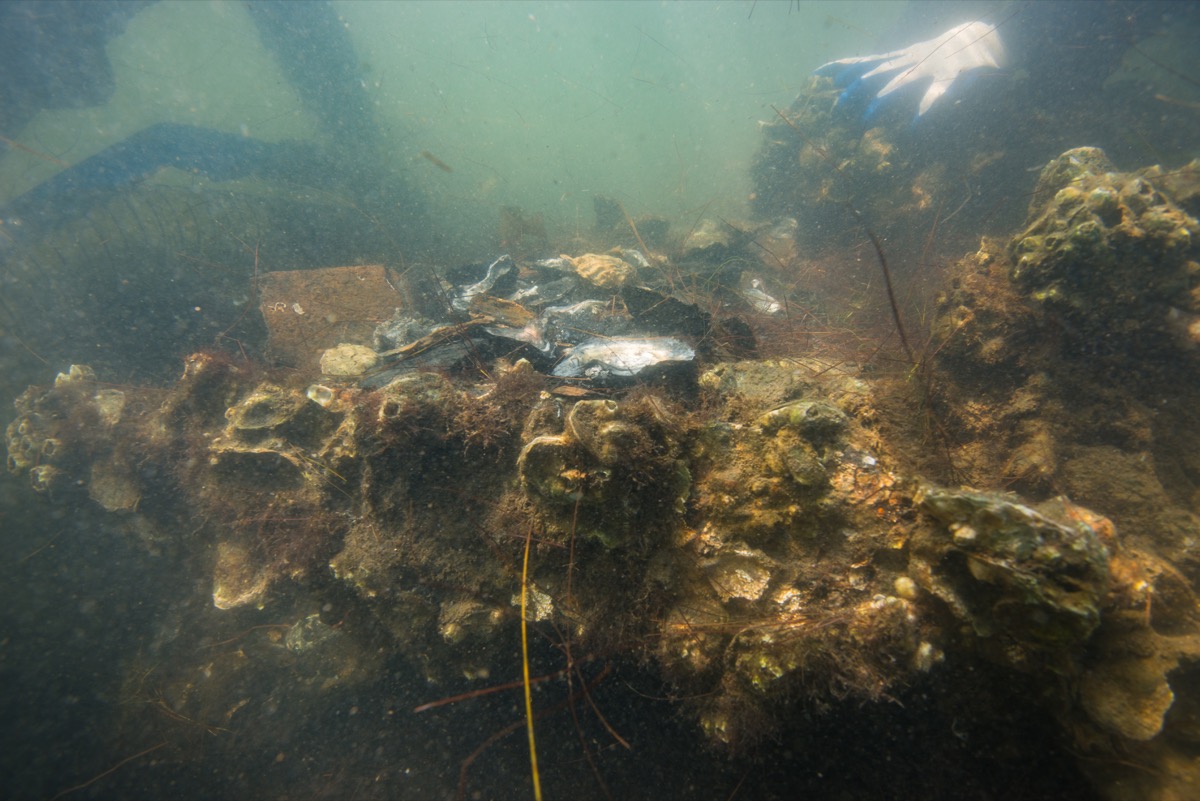 an underwater glimpse and closeup of part of the shipwreck