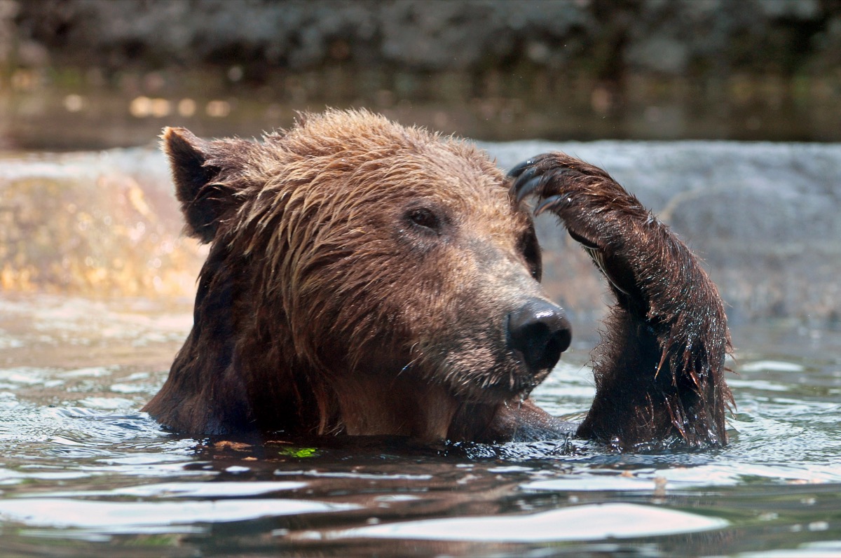 a brown bear in the water raising one of its fore paws to scratch its head