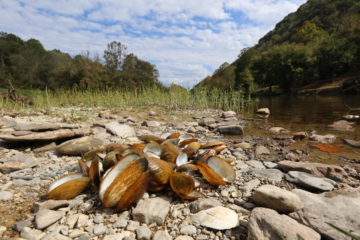 a pile of mussels in their shells on the banks of a river. they are all dead