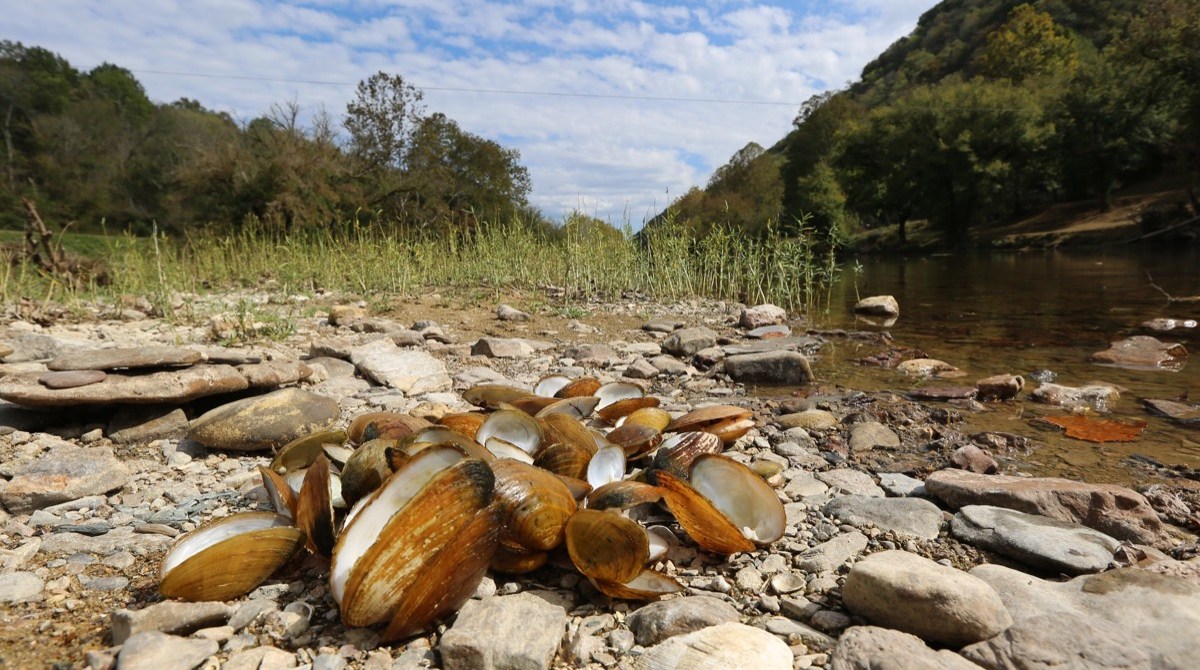a pile of mussels in their shells on the banks of a river. they are all dead